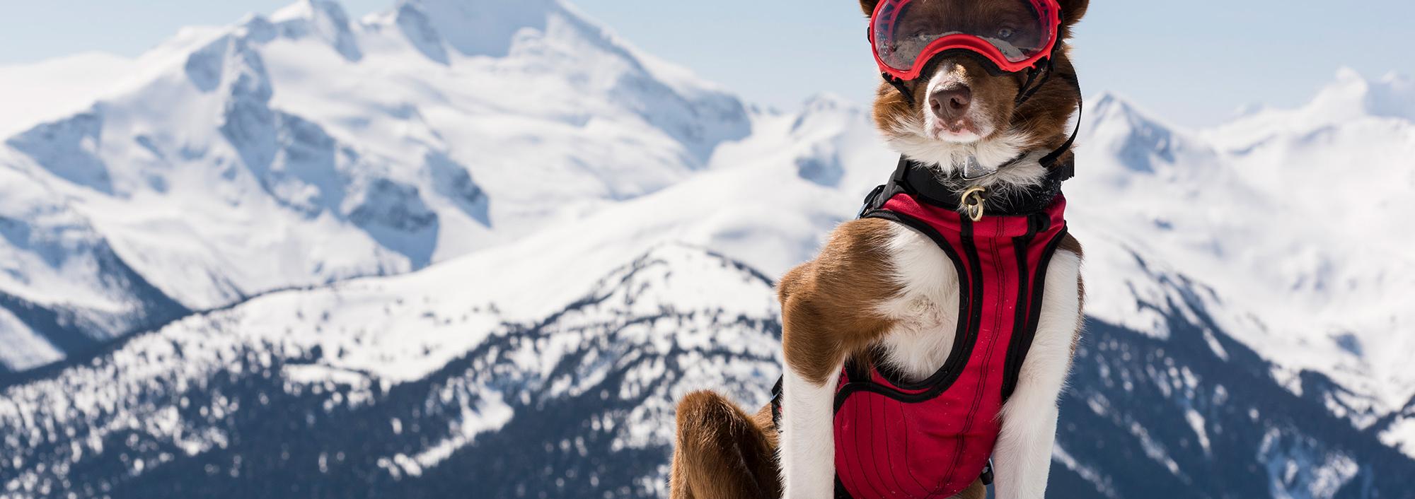 Dog wearing snow goggles sits on snowy cliff with mountain range behind him