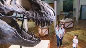 A mother holding a child looks at her son standing close by as he looks up in awe at a T-Rex skull at the South Carolina State Museum.