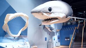 Gallery at the State Museum with giant shark jaws on display along with life-size Megalodon replica hanging from ceiling