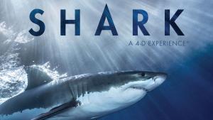 Great White Shark swimming underwater with the title "Shark 4-D Experience" above it
