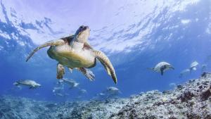 Underwater photo of a turtles swimming in the ocean above a rocky ocean floor with one turtle larger and close to the camera