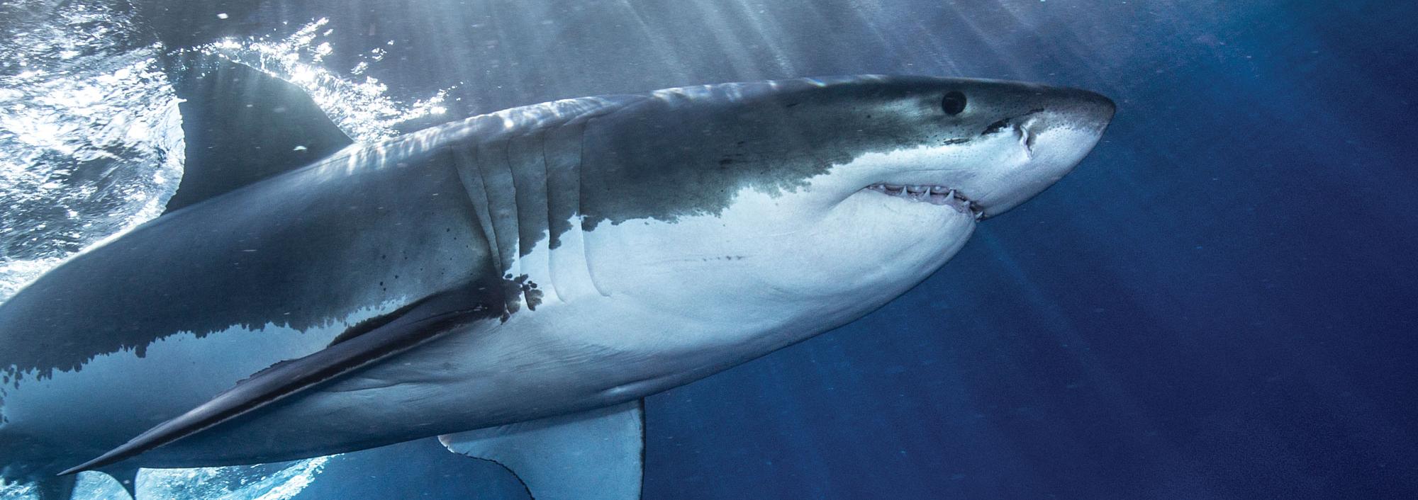 Great White Shark swimming underwater with the title "Shark 4-D Experience" above it
