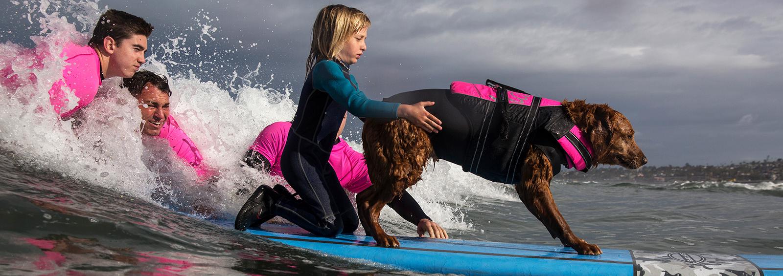 Young girl holds on to back-end of dog wearing a life vest as they both ride a surfboard in the ocean
