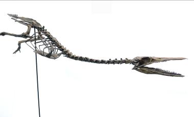 Full length skeleton of a prehistoric creature with a long, elongated body, two short legs and a thin, alligator like head.