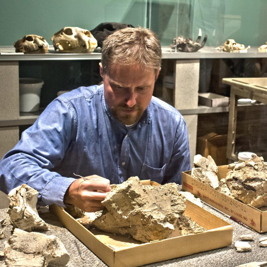 Bearded man in blue shirt hold small scraping instrument up against a rock containing a fossil specimen.
