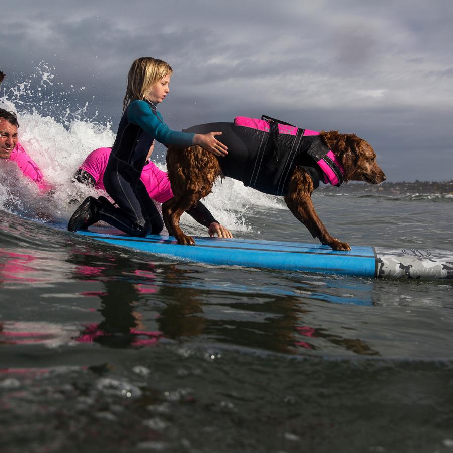 Young girl holds on to back-end of dog wearing a life vest as they both ride a surfboard in the ocean