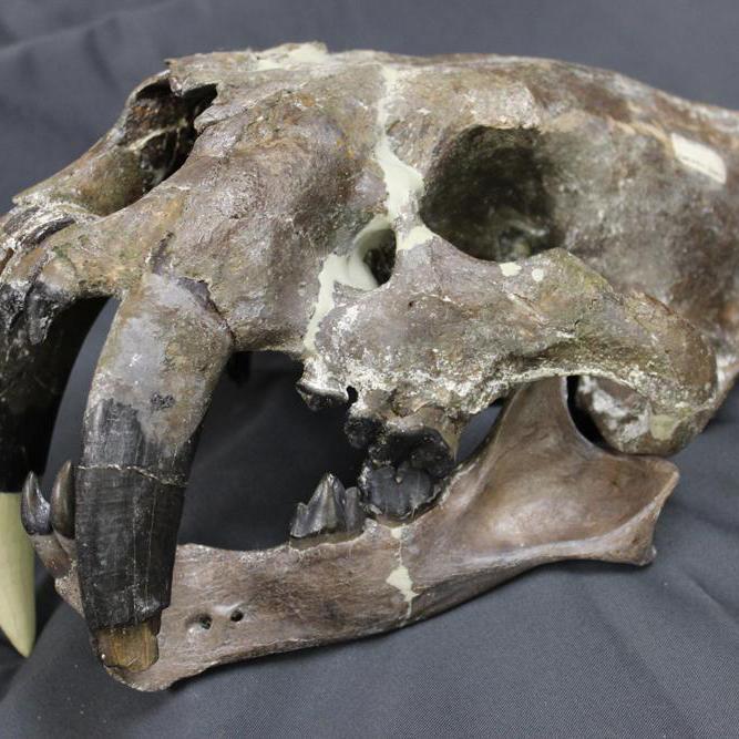 Skull and lower jaw of a saber-toothed cat (Smilodon)