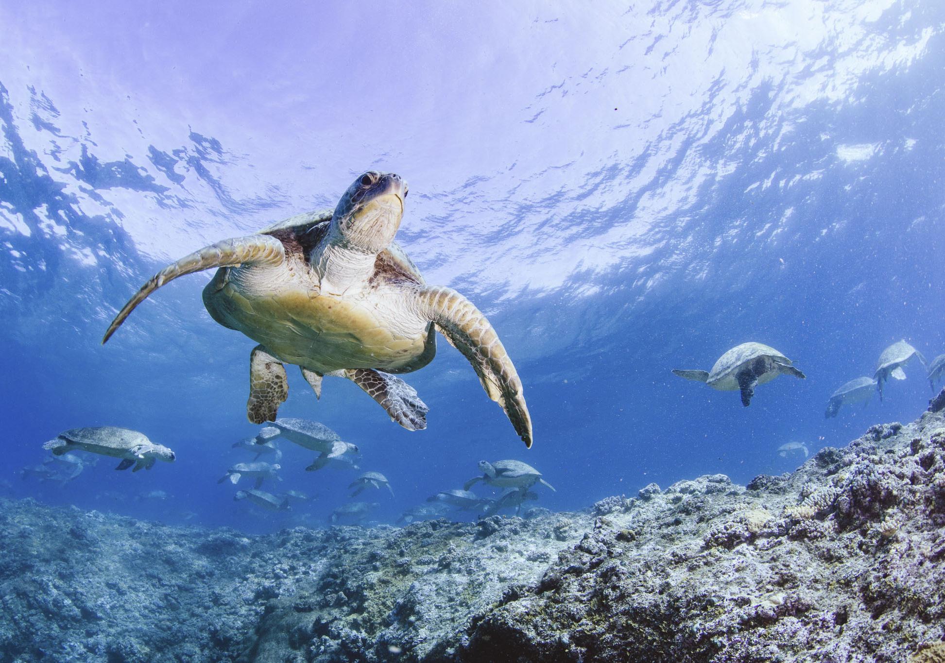 Underwater photo of a turtles swimming in the ocean above a rocky ocean floor with one turtle larger and close to the camera