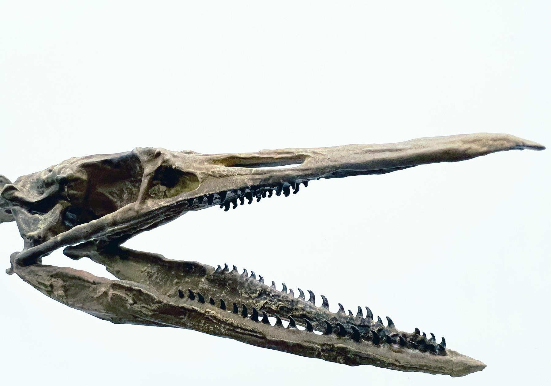 Fossil head of a Parahesperornis