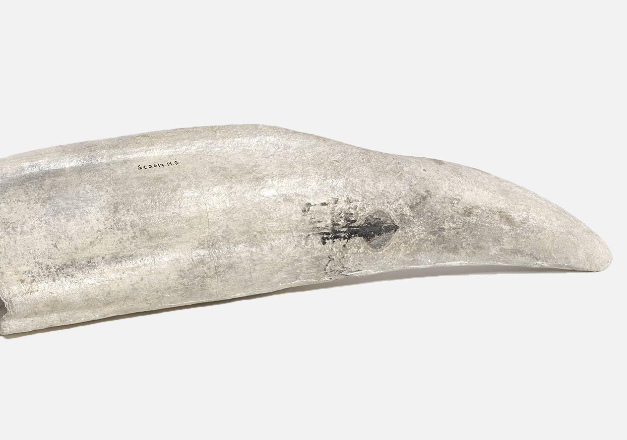 Large white and gray tusk on a solid grey background