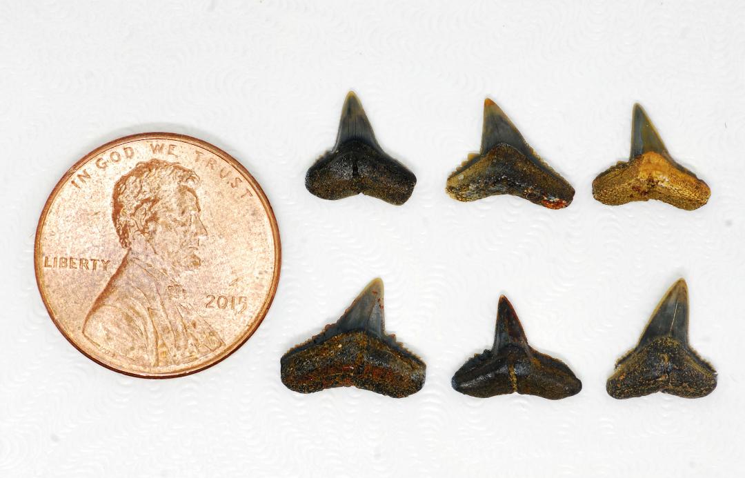 Fossil Carcharhinus tingae teeth