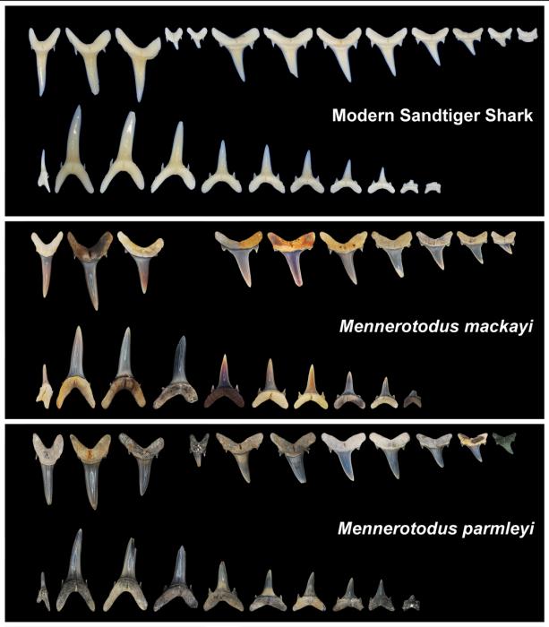 Modern Sandtiger Shark teeth compared to those of the extinct Mennerotodus mackayi and Mennerotodus parmleyi.