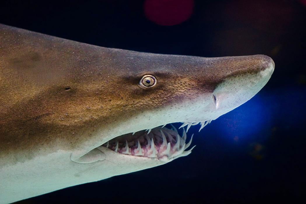 Close-up of a modern Sandtiger Shark mouth and teeth.
