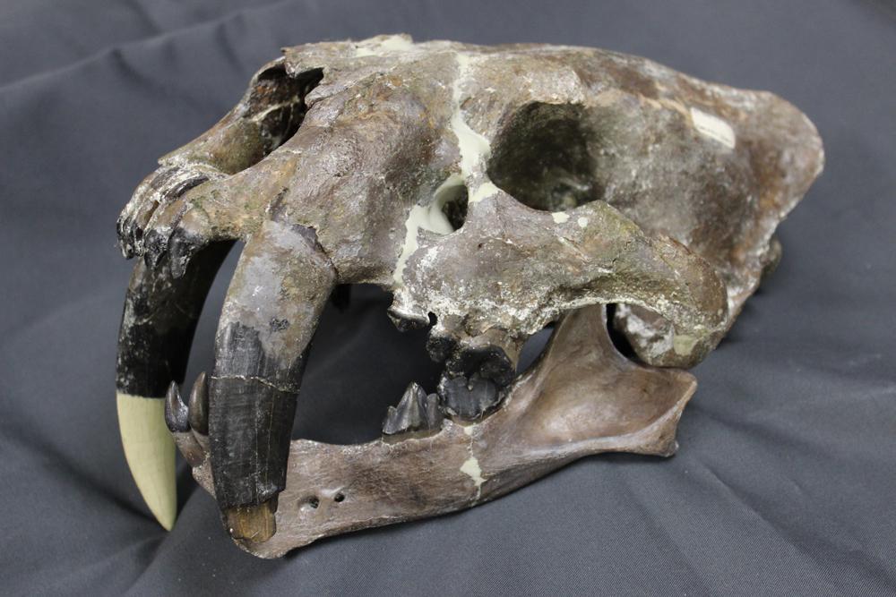 Skull and lower jaw of a saber-toothed cat (Smilodon)